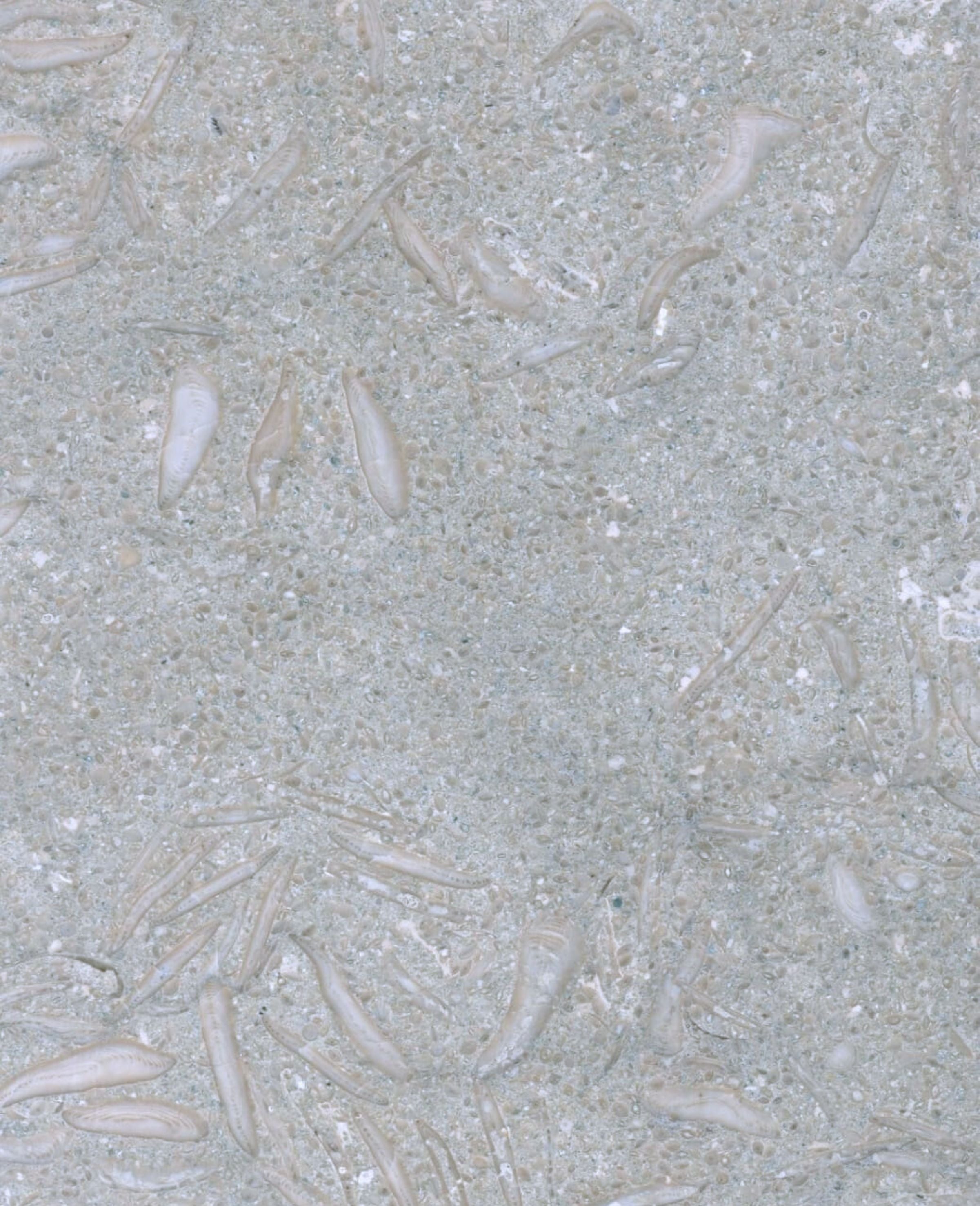 Medusa Edition Linear