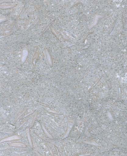 Medusa Edition Linear