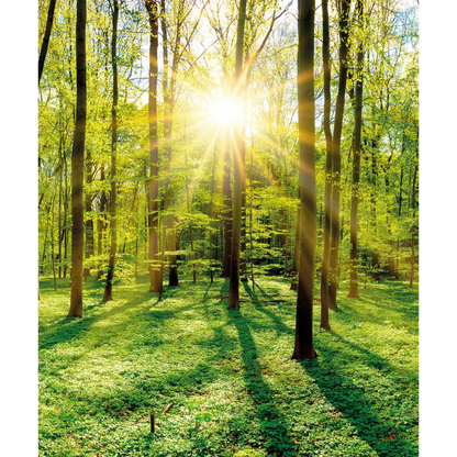 Wald Motiv-Bildplatte 500W – Produktansicht
